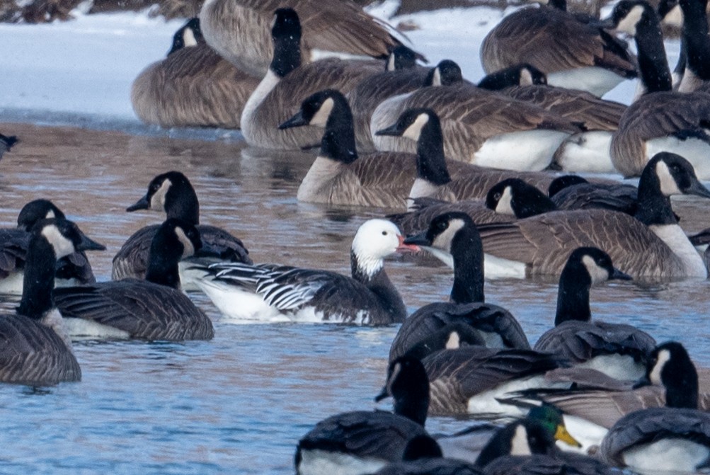 Snow Goose - ML629116976