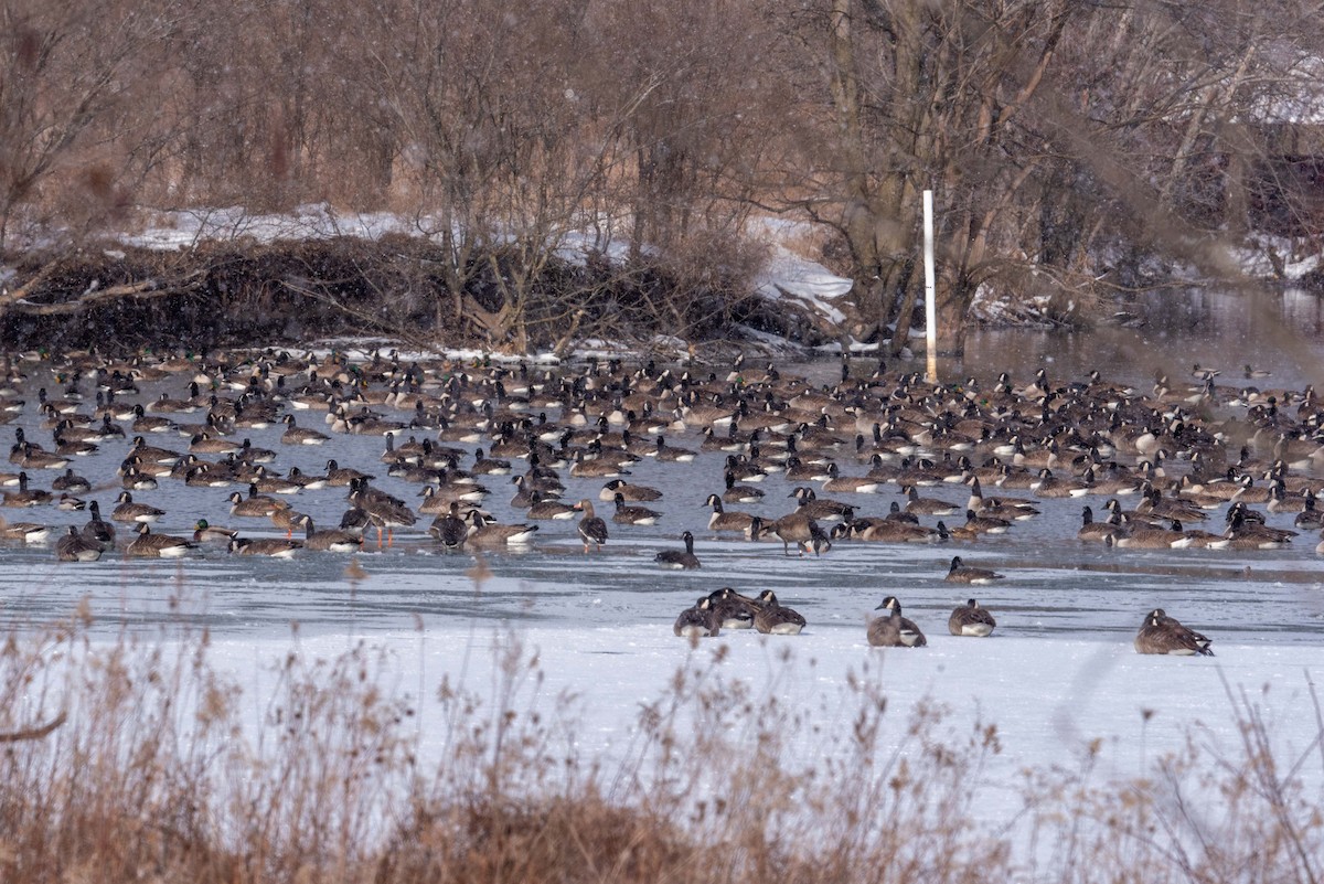 Canada Goose - ML629116991