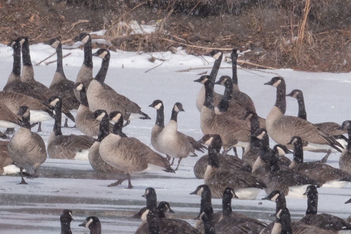 Cackling Goose - ML629117015