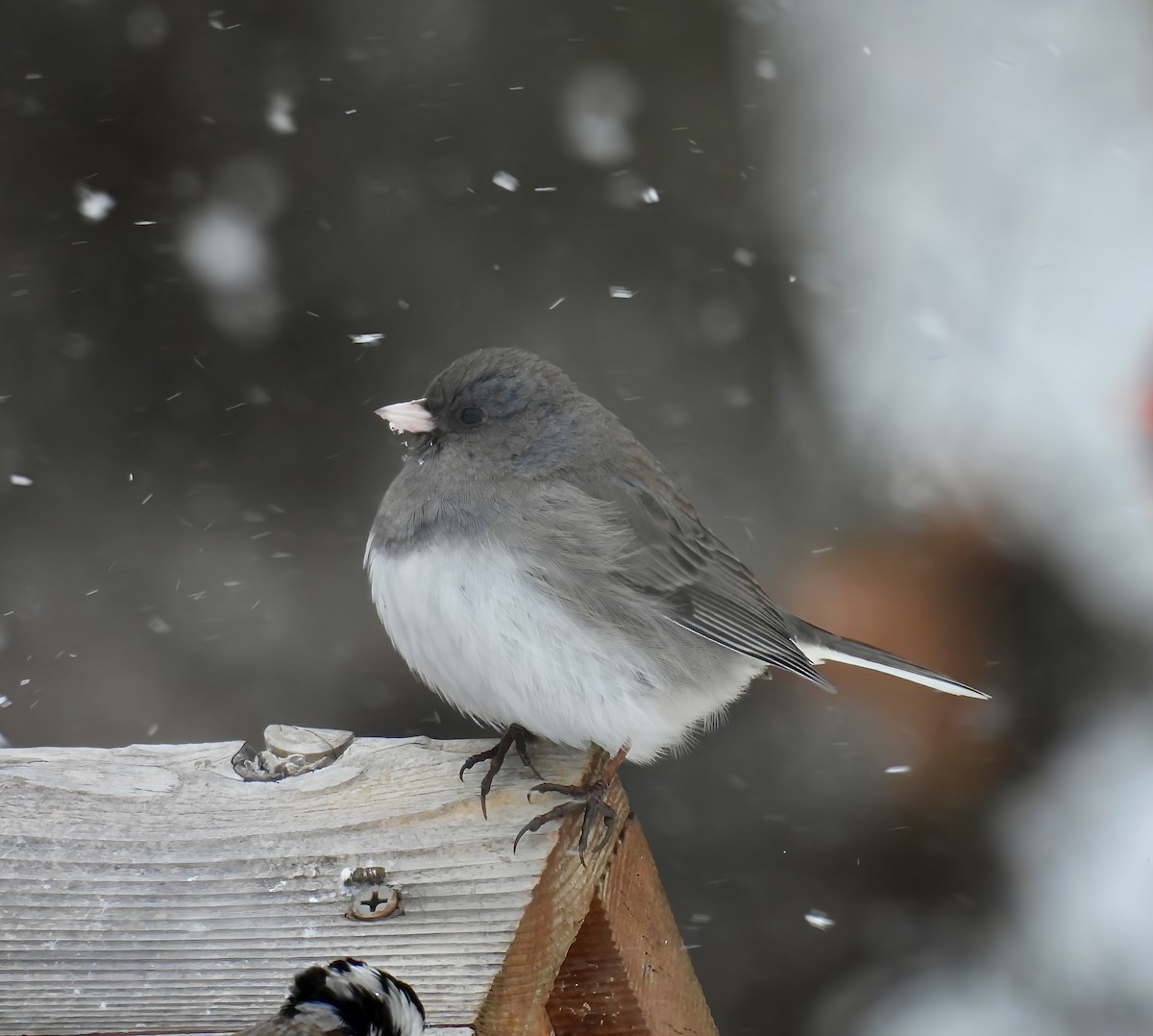 Dark-eyed Junco - ML629117022