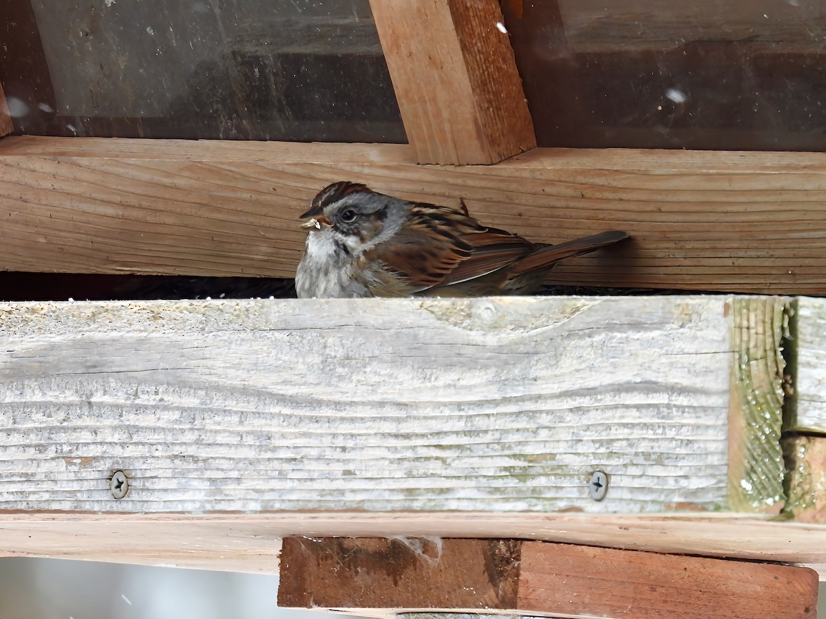 Swamp Sparrow - ML629117053