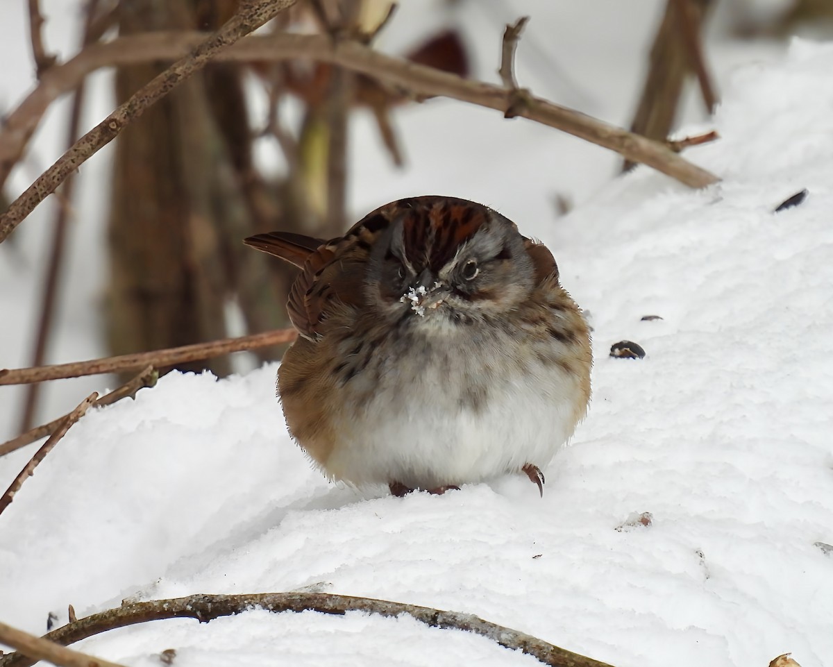 Swamp Sparrow - ML629117054