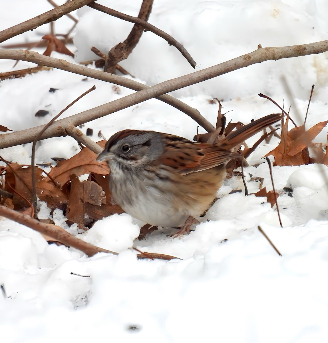 Swamp Sparrow - ML629117055