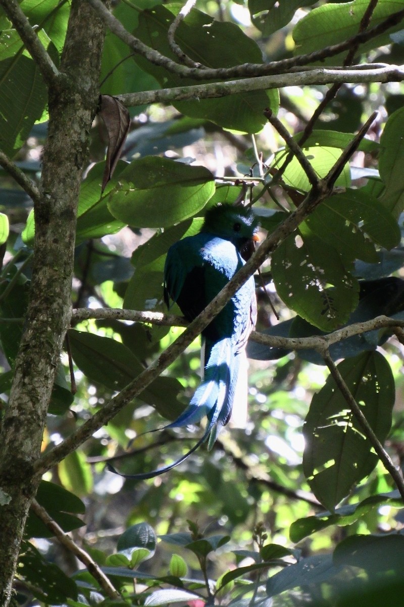 Quetzal Guatemalteco - ML629117112