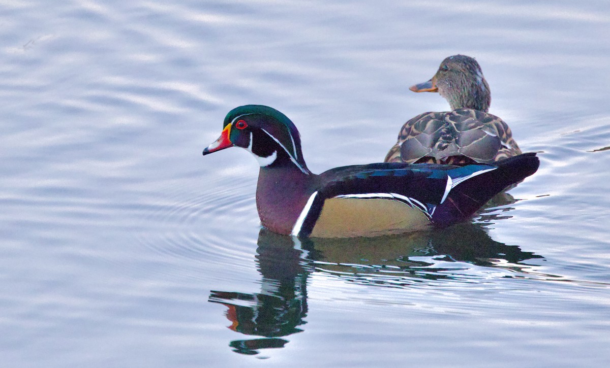 Wood Duck - ML629117124