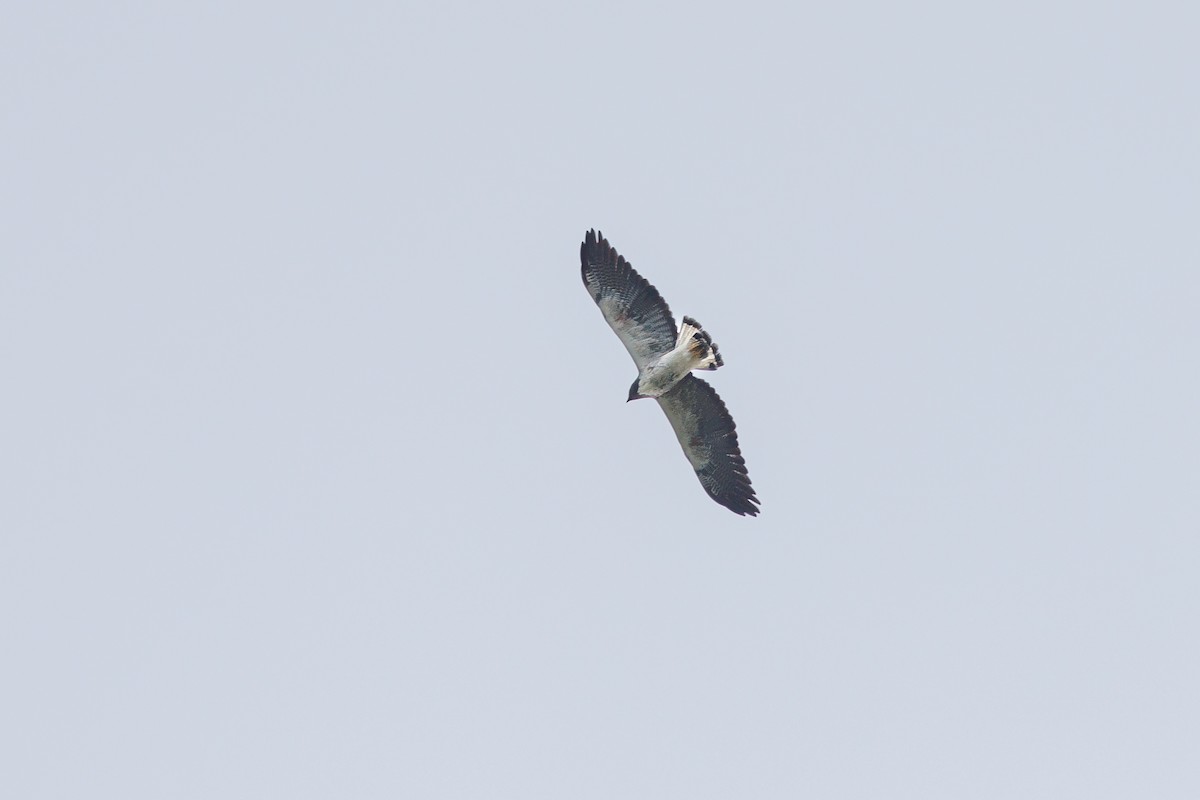 White-tailed Hawk - ML629117365