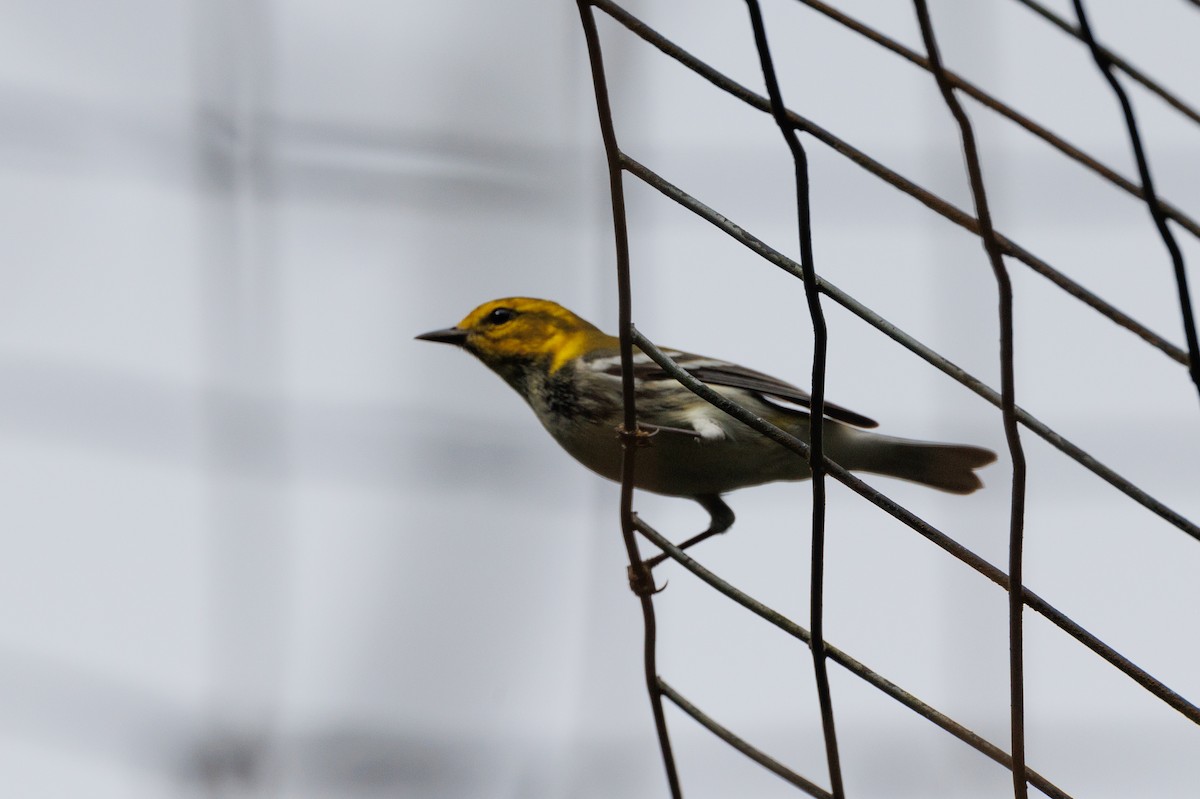 Black-throated Green Warbler - ML629117389