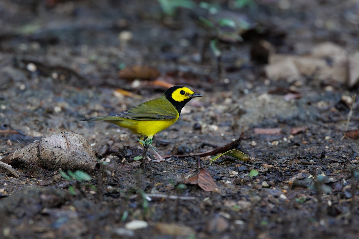 Hooded Warbler - ML629117401