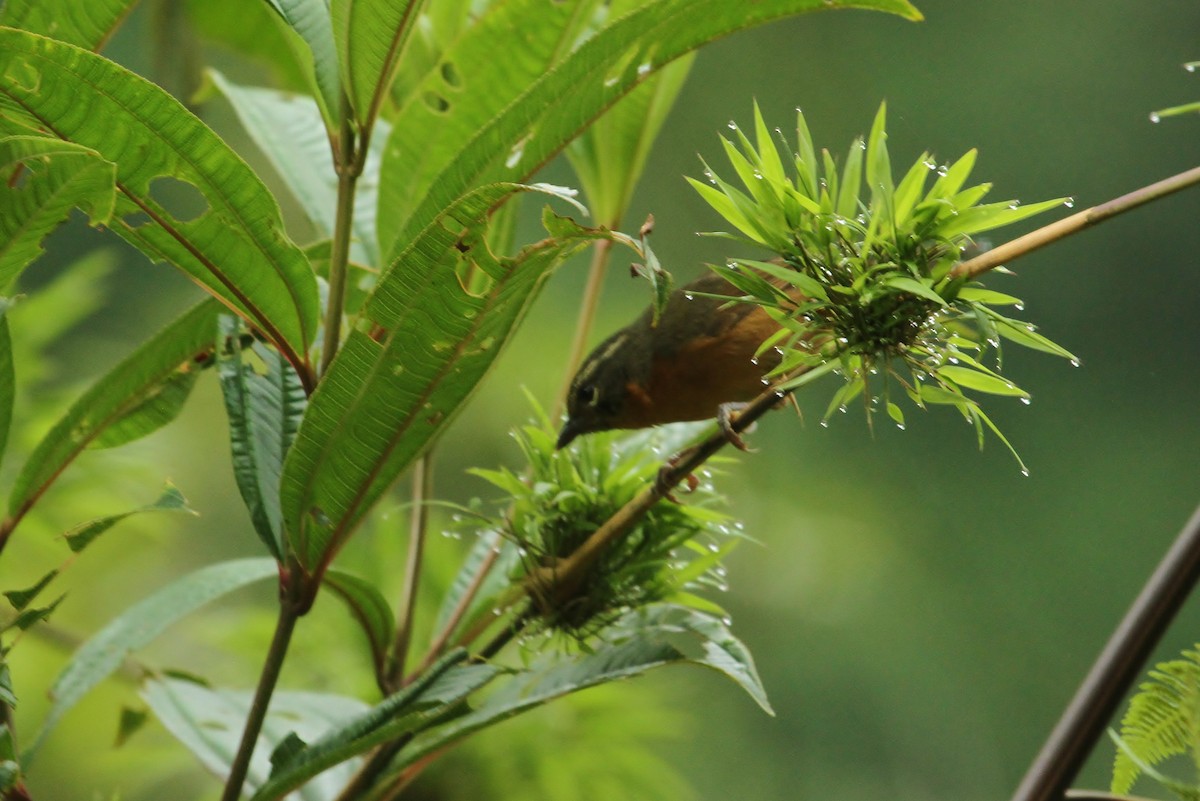 Black-eared Hemispingus - ML629117413