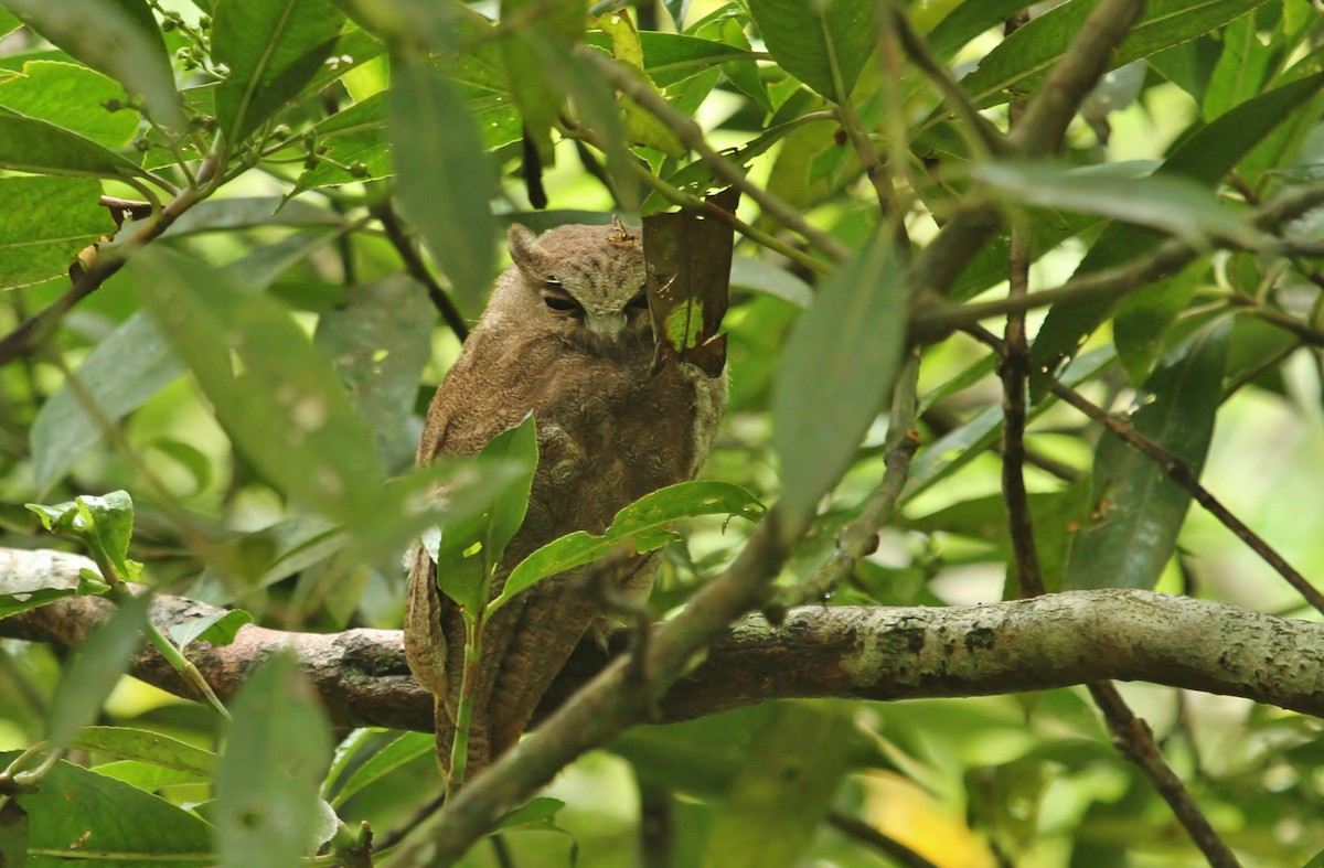 Rufescent Screech-Owl - ML629117458