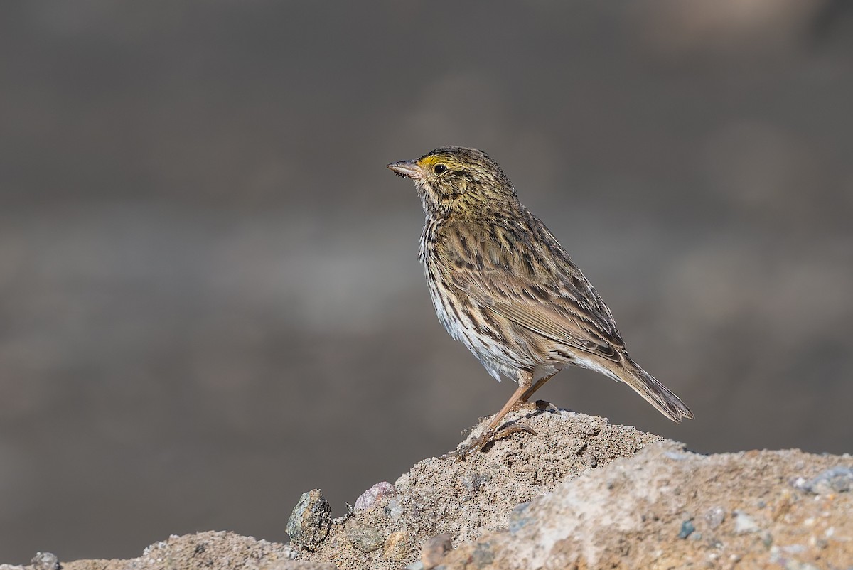 Savannah Sparrow (Belding's) - ML629117460