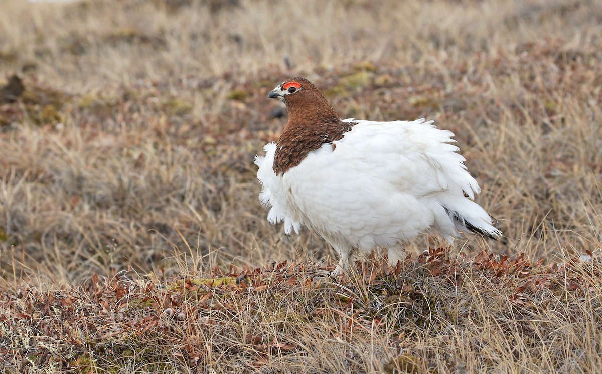 Willow Ptarmigan (Willow) - ML629117476