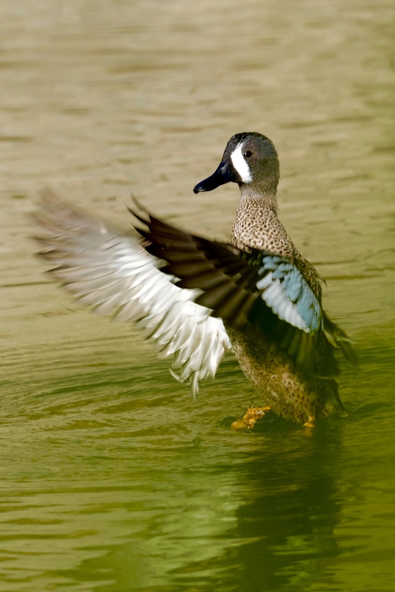 Blue-winged Teal - ML629117478