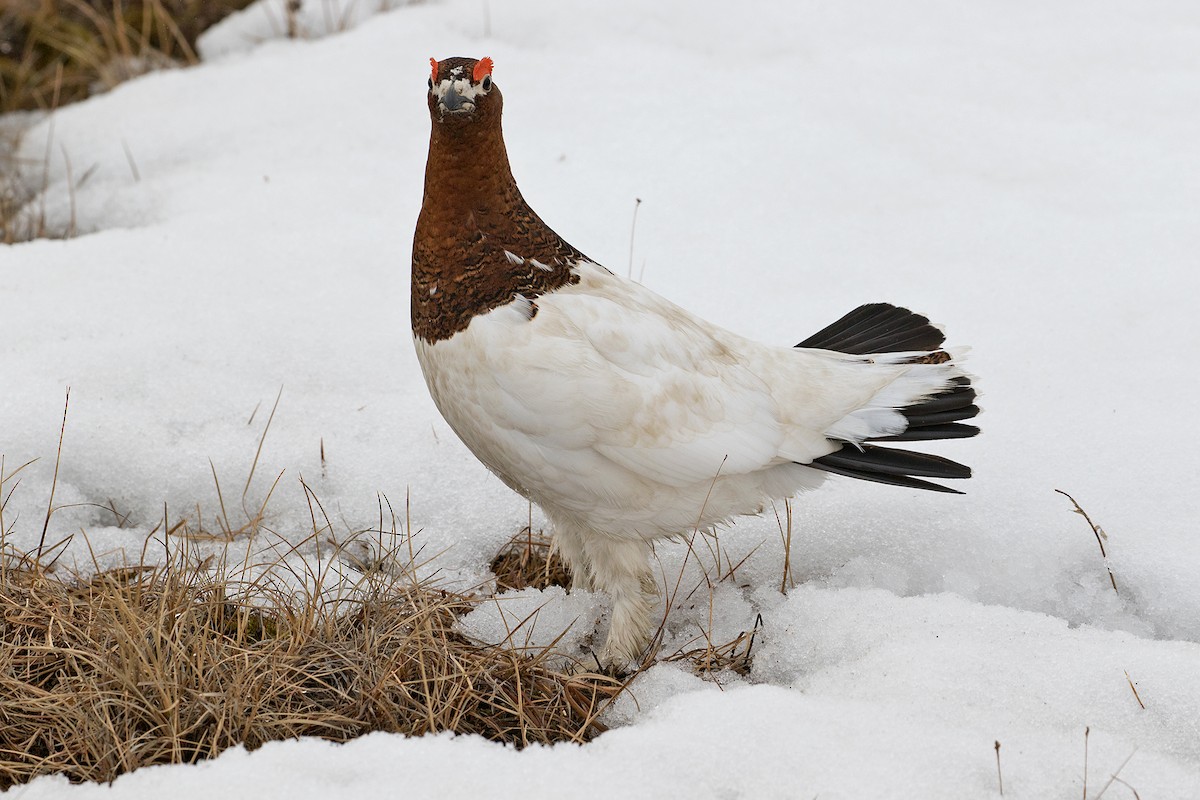 Willow Ptarmigan (Willow) - ML629117484