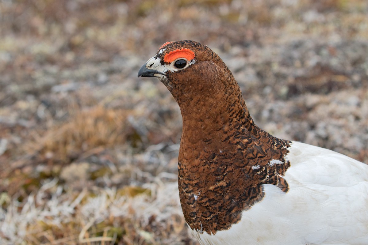 Willow Ptarmigan (Willow) - ML629117507