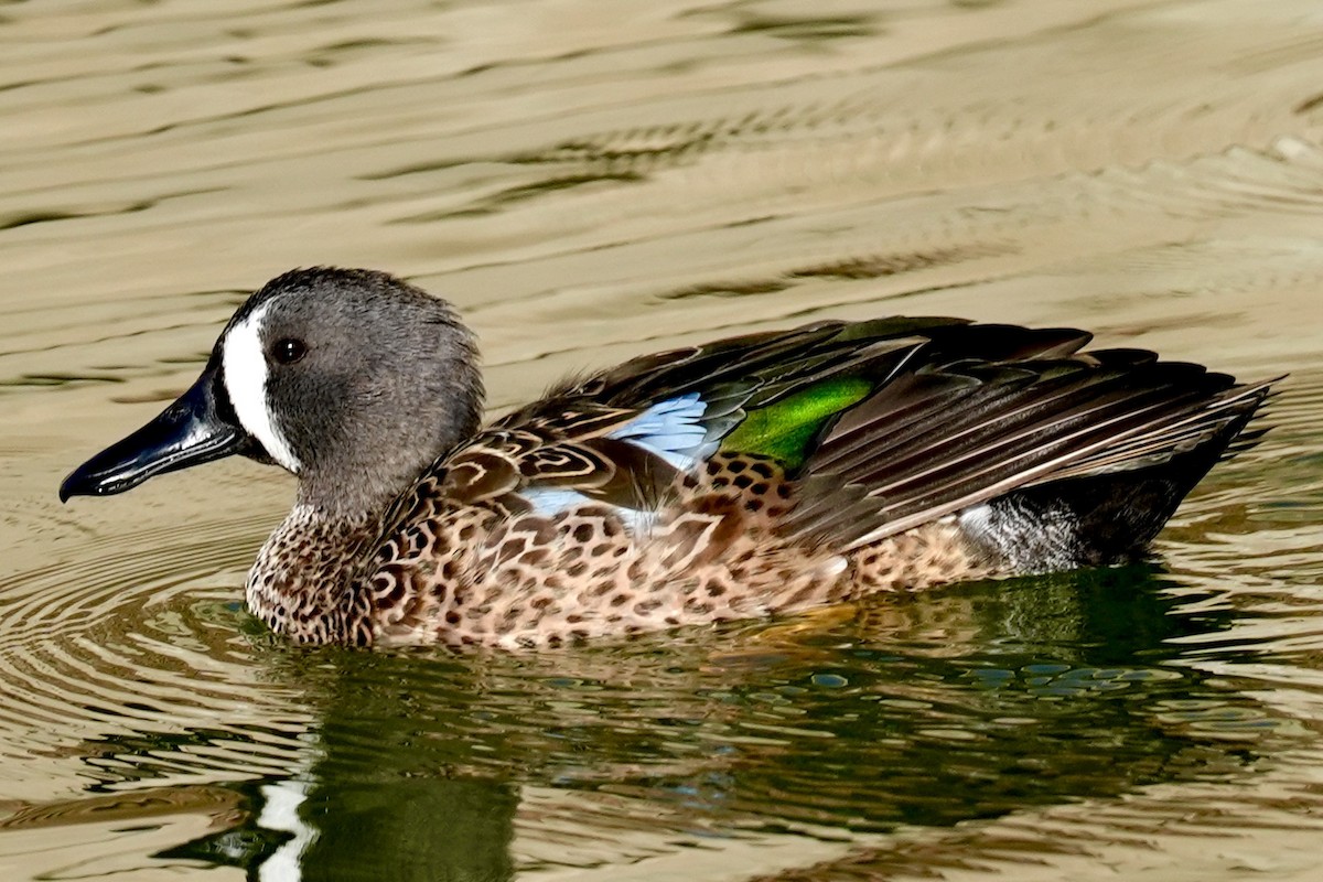 Blue-winged Teal - ML629117509