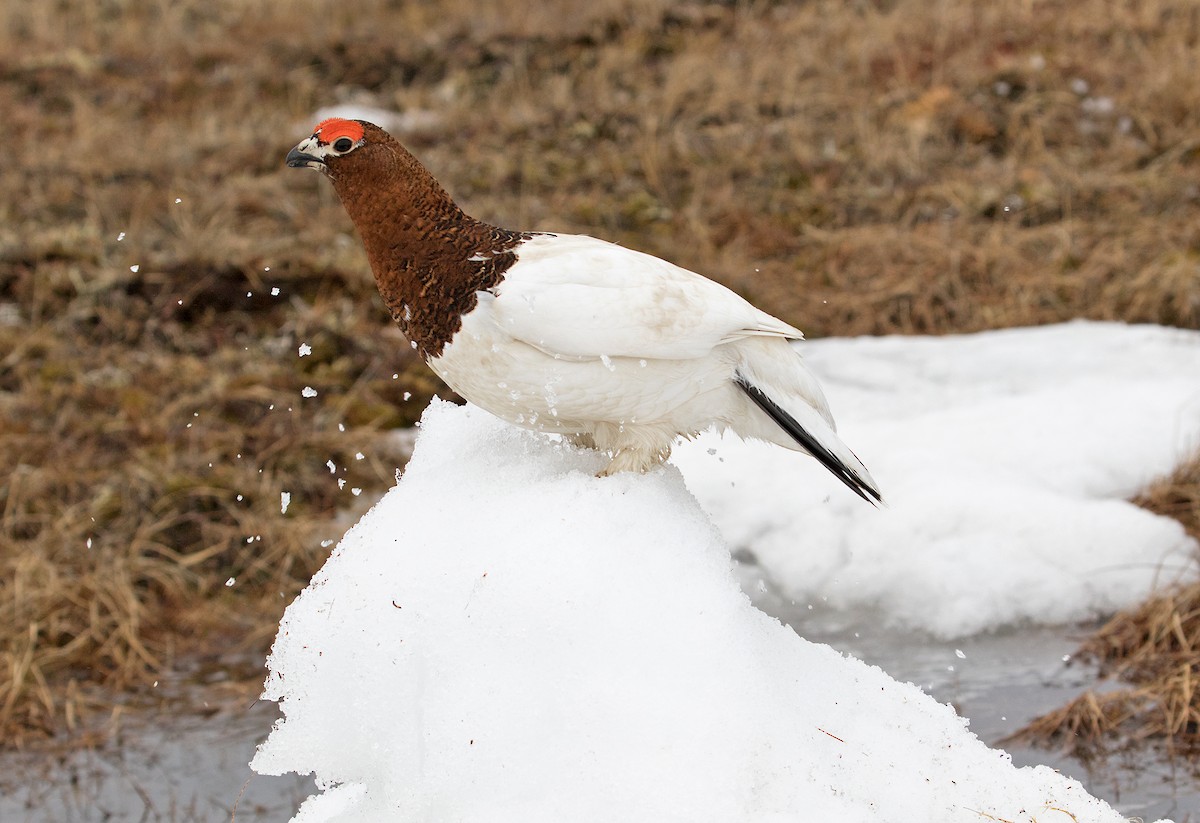 Willow Ptarmigan (Willow) - ML629117511