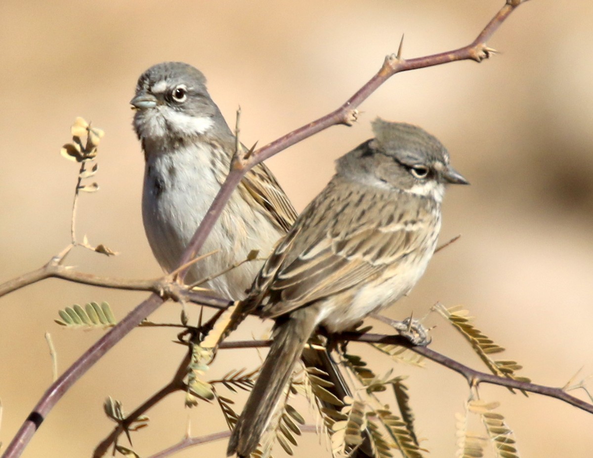 Sagebrush Sparrow - ML629117516