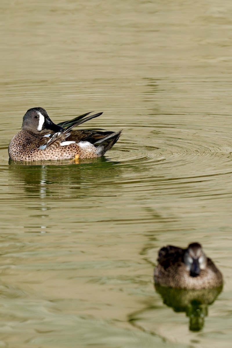 Blue-winged Teal - ML629117521