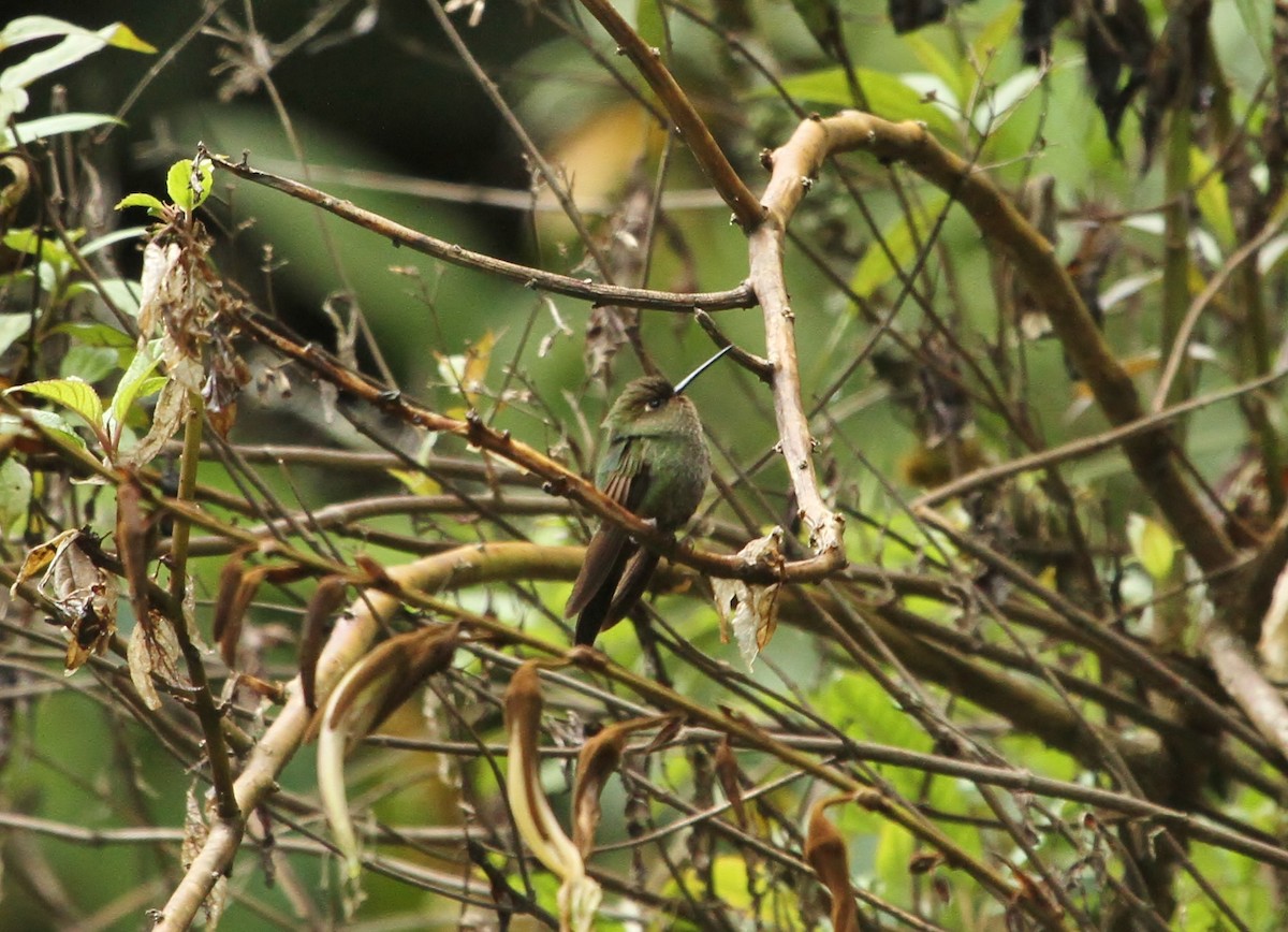 Buff-thighed Puffleg - ML629117528