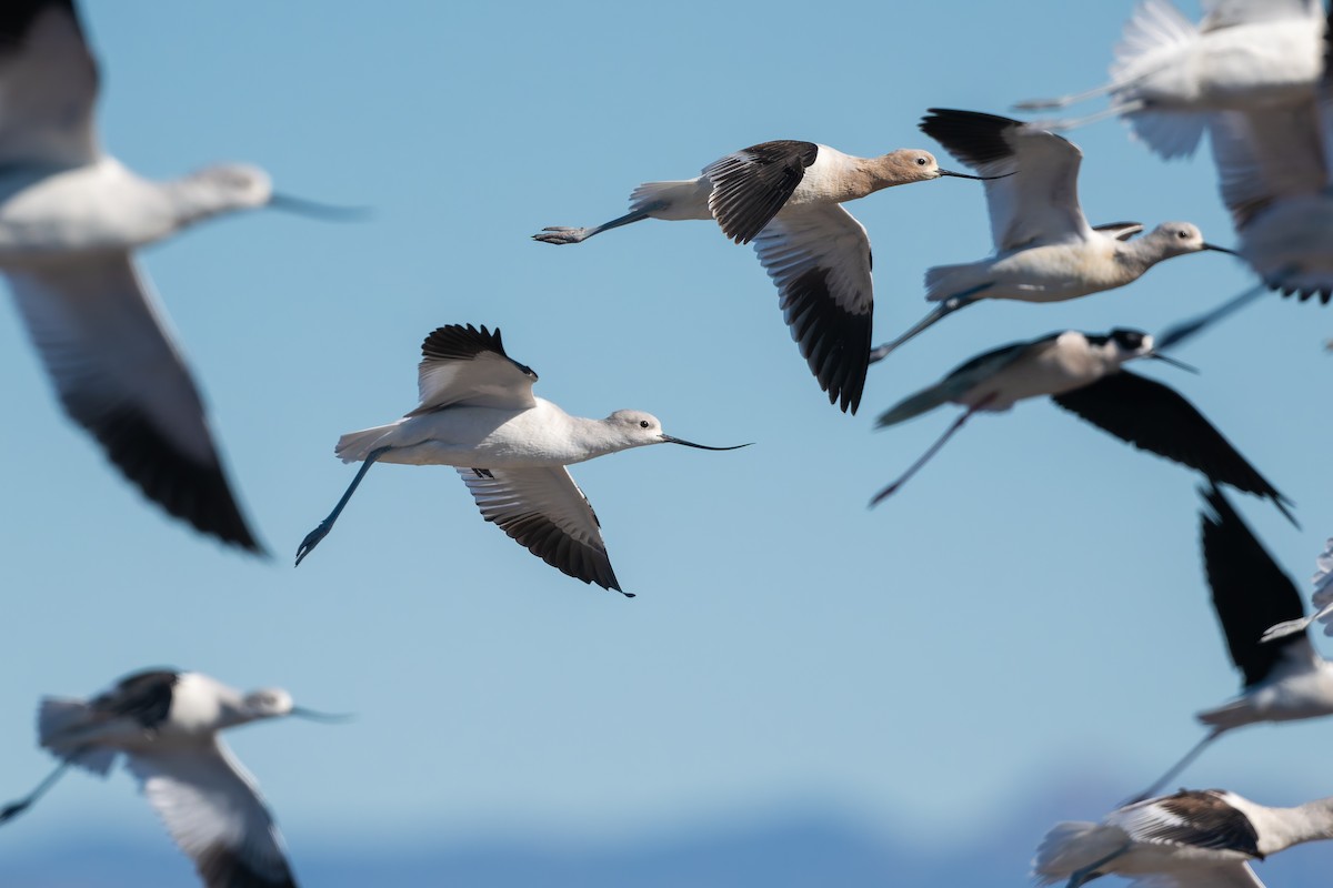 American Avocet - ML629117537