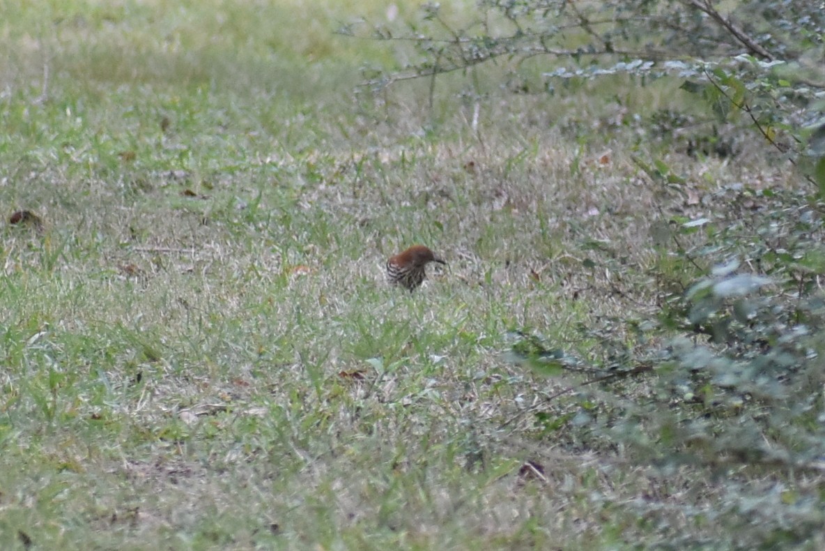 Brown Thrasher - ML629117559