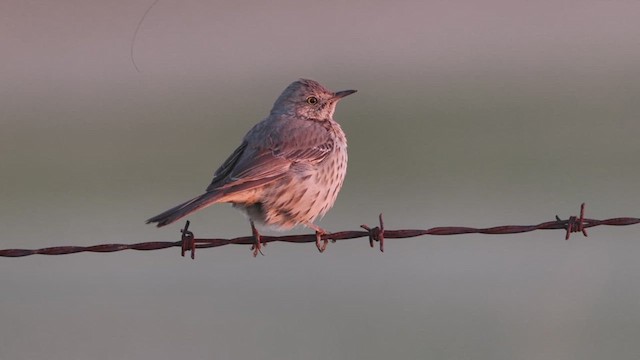 Sage Thrasher - ML629117593