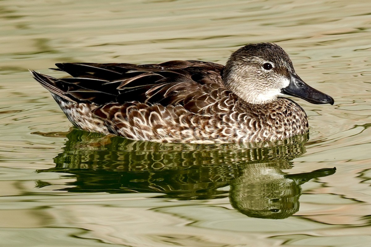 Blue-winged Teal - ML629117594