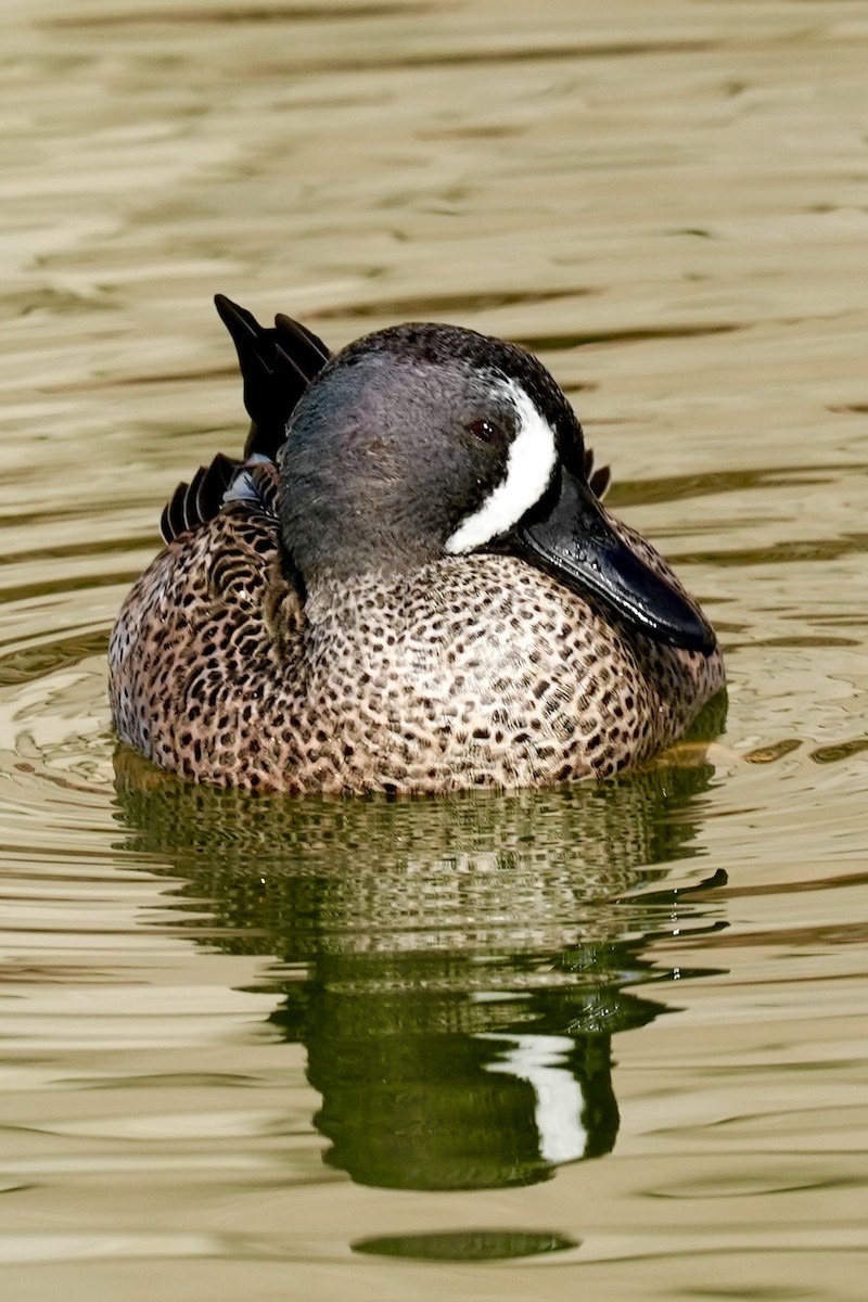 Blue-winged Teal - ML629117595