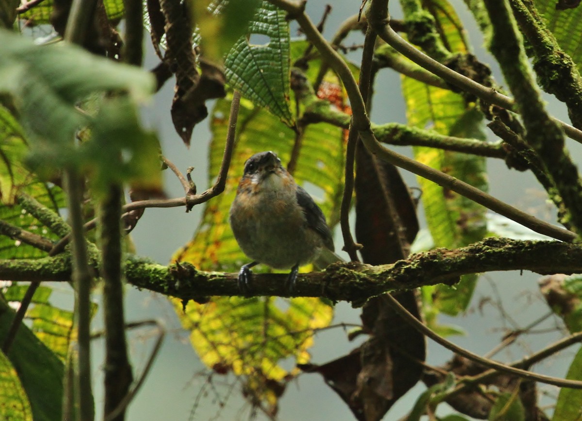 Slaty Tanager - ML629117596