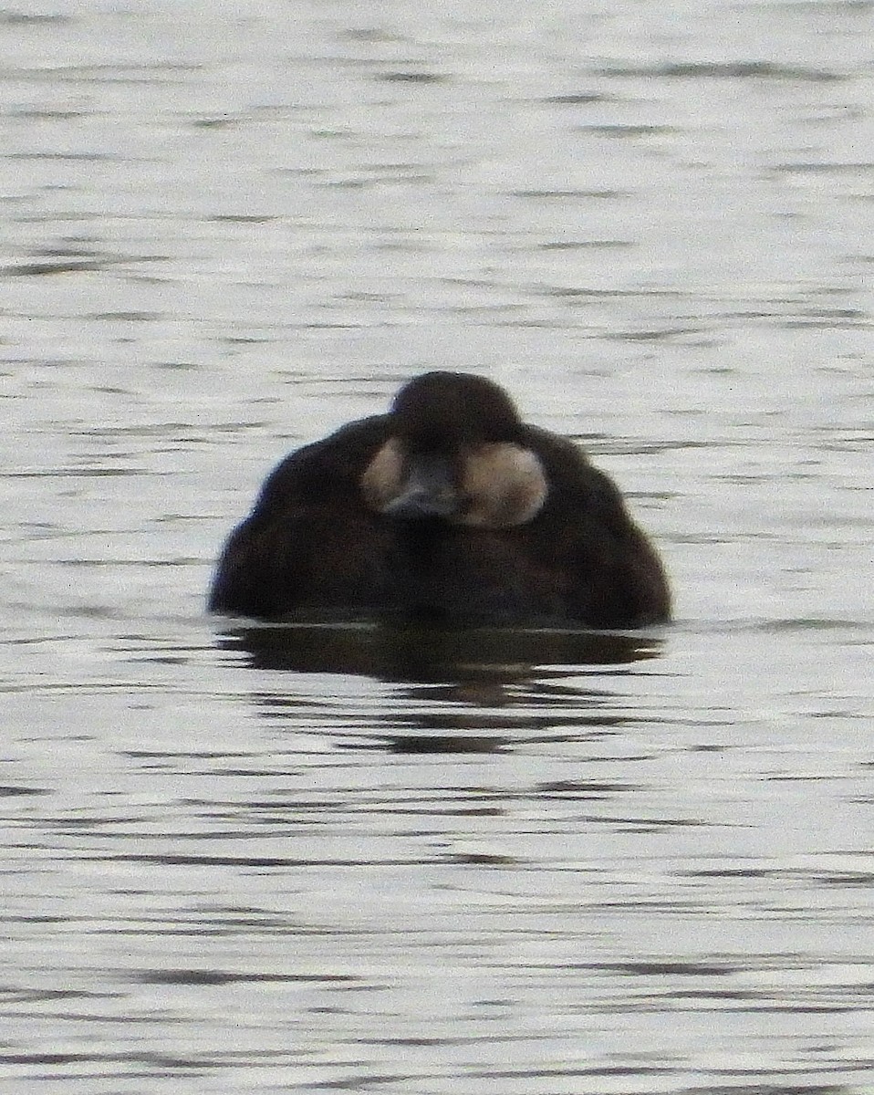 Black Scoter - ML629117615