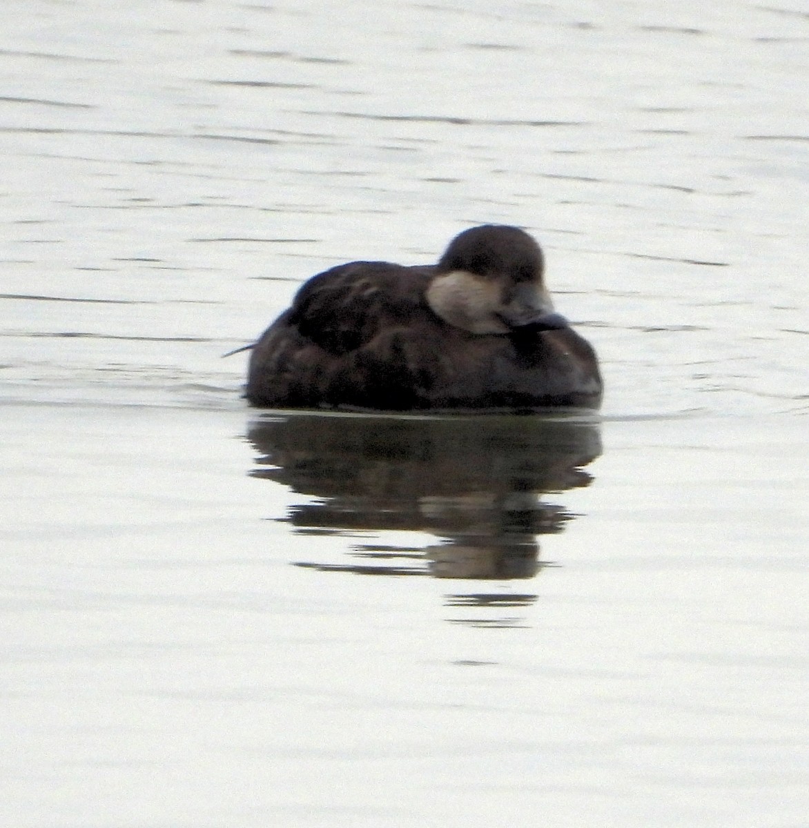 Black Scoter - ML629117617