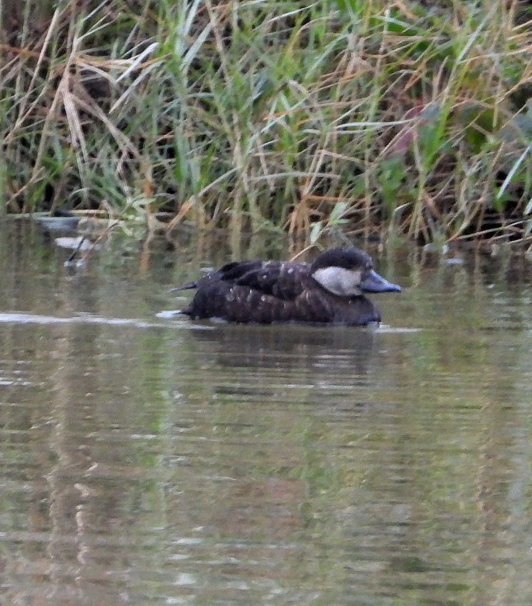 Black Scoter - ML629117618