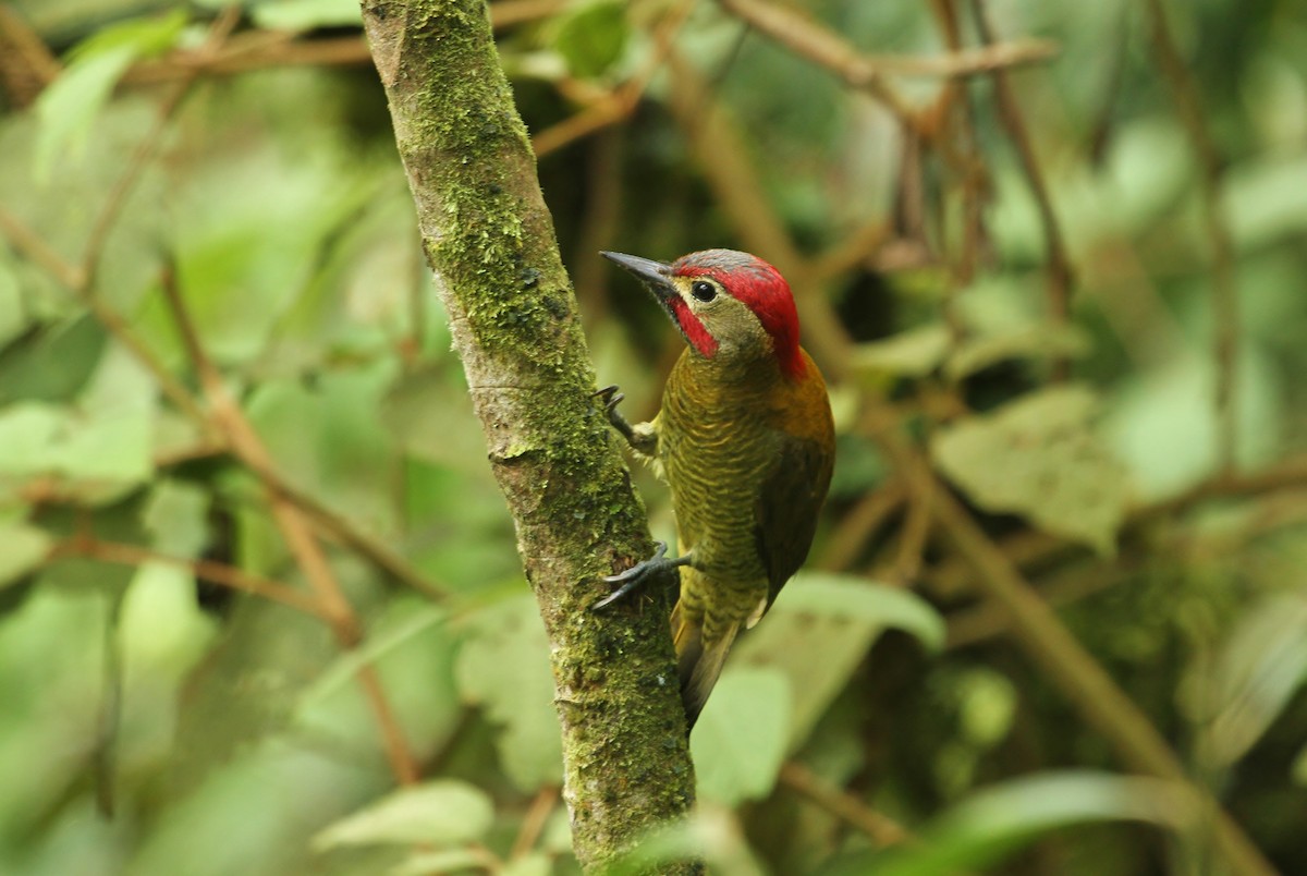 Golden-olive Woodpecker - ML629117619