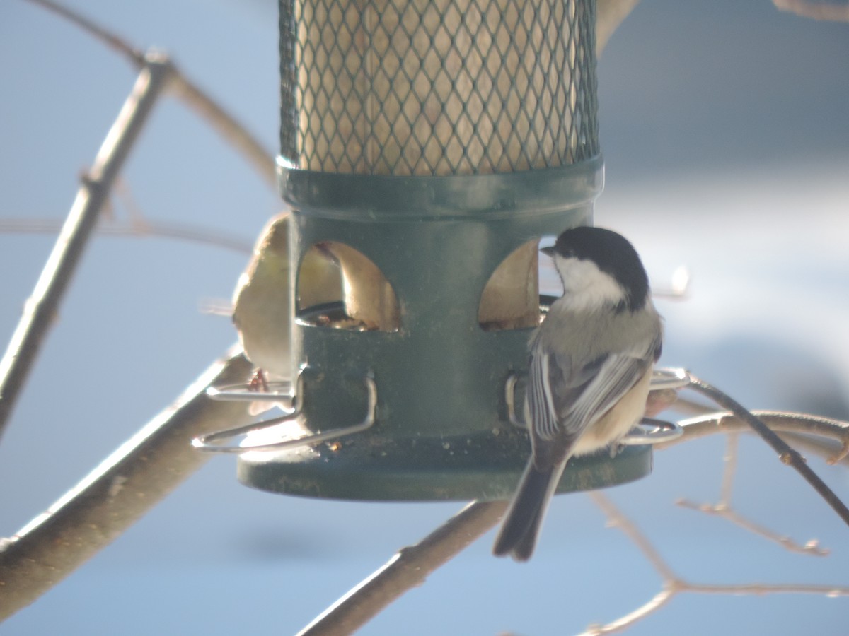 Black-capped Chickadee - ML629117621