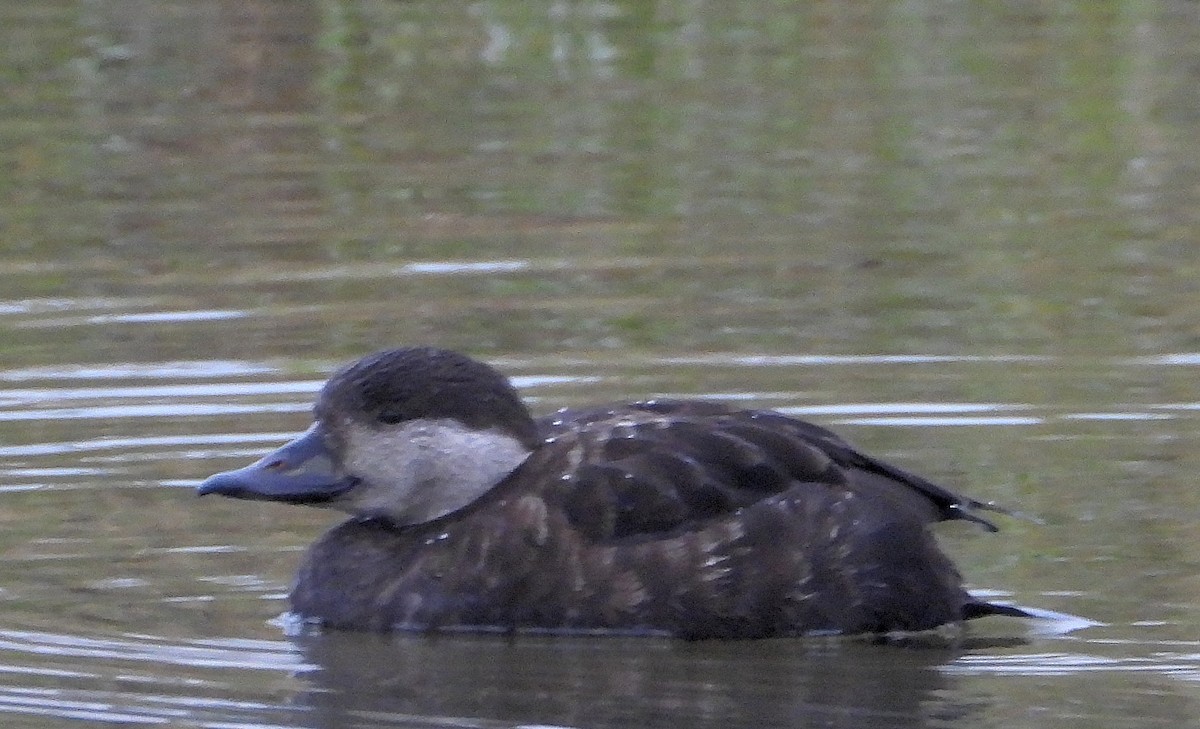 Black Scoter - ML629117622