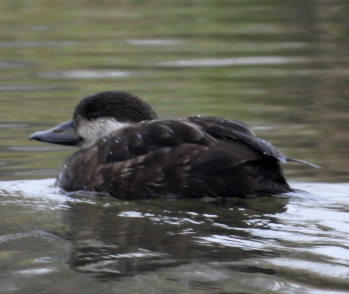 Black Scoter - ML629117624