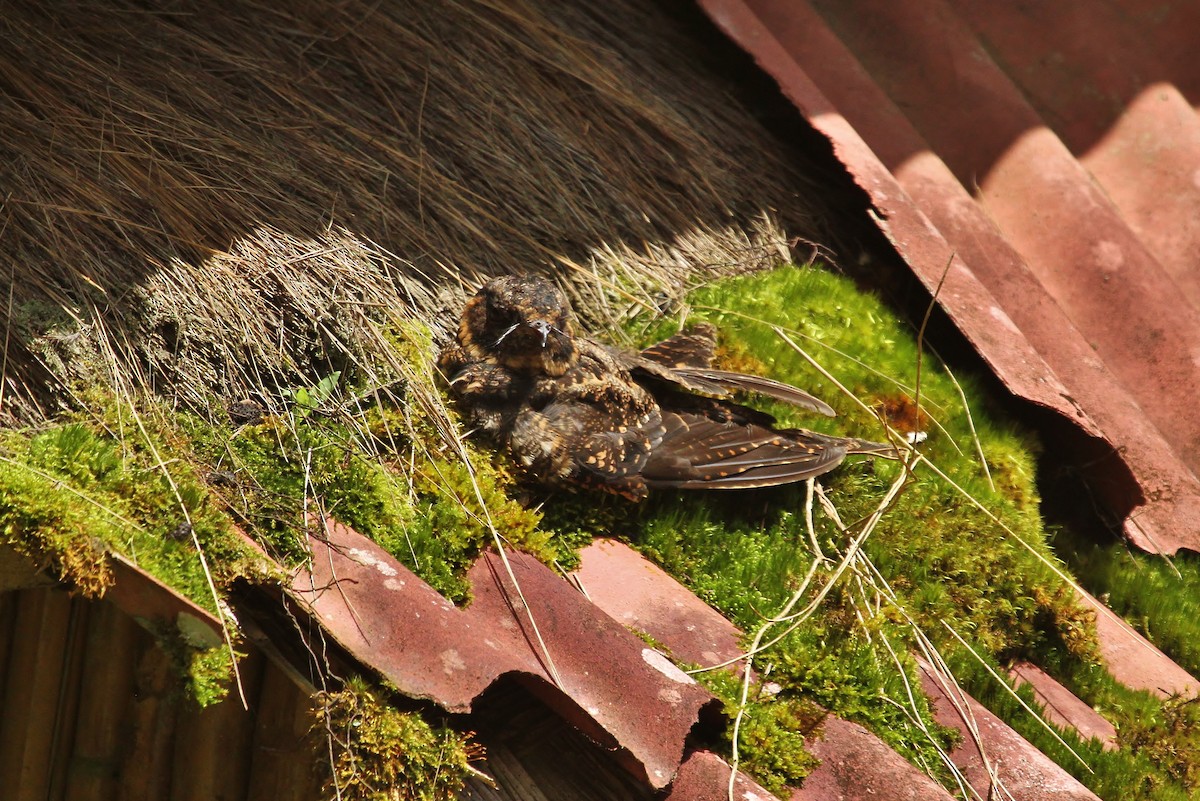 Lyre-tailed Nightjar - ML629117630