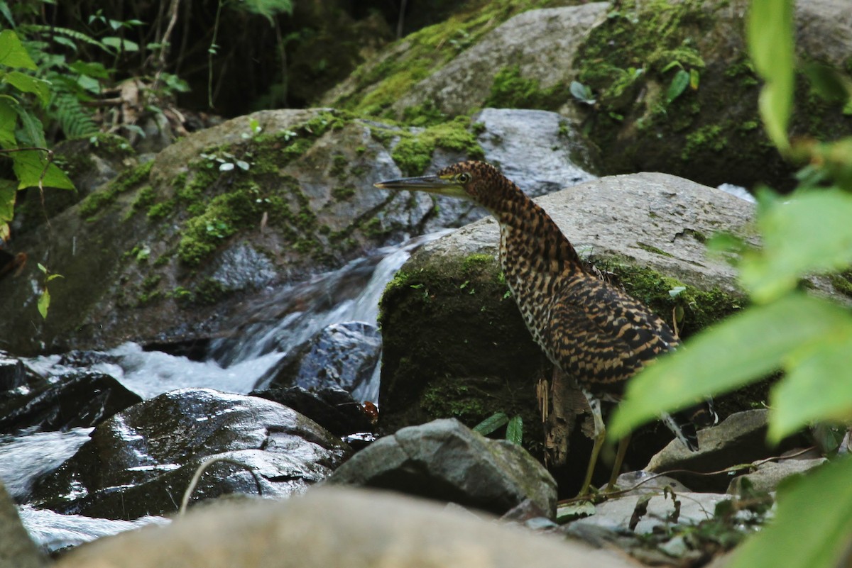 Fasciated Tiger-Heron - ML629117639