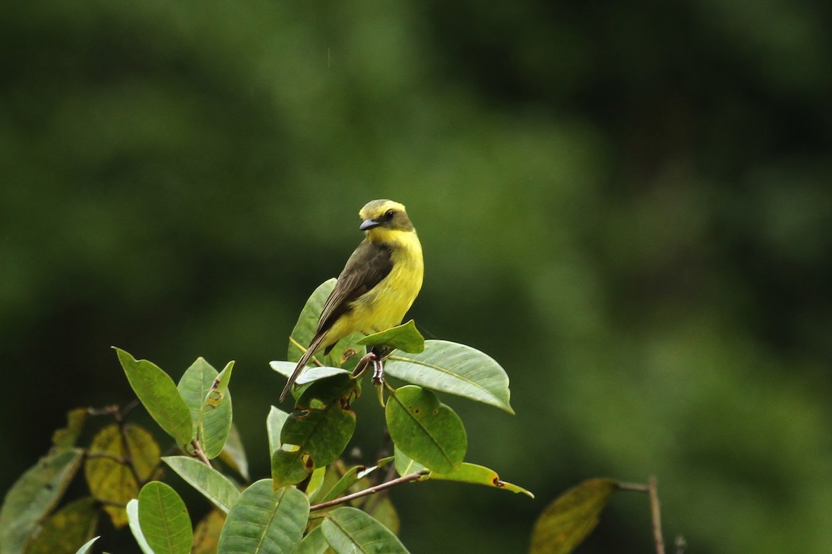 Lemon-browed Flycatcher - ML629117668