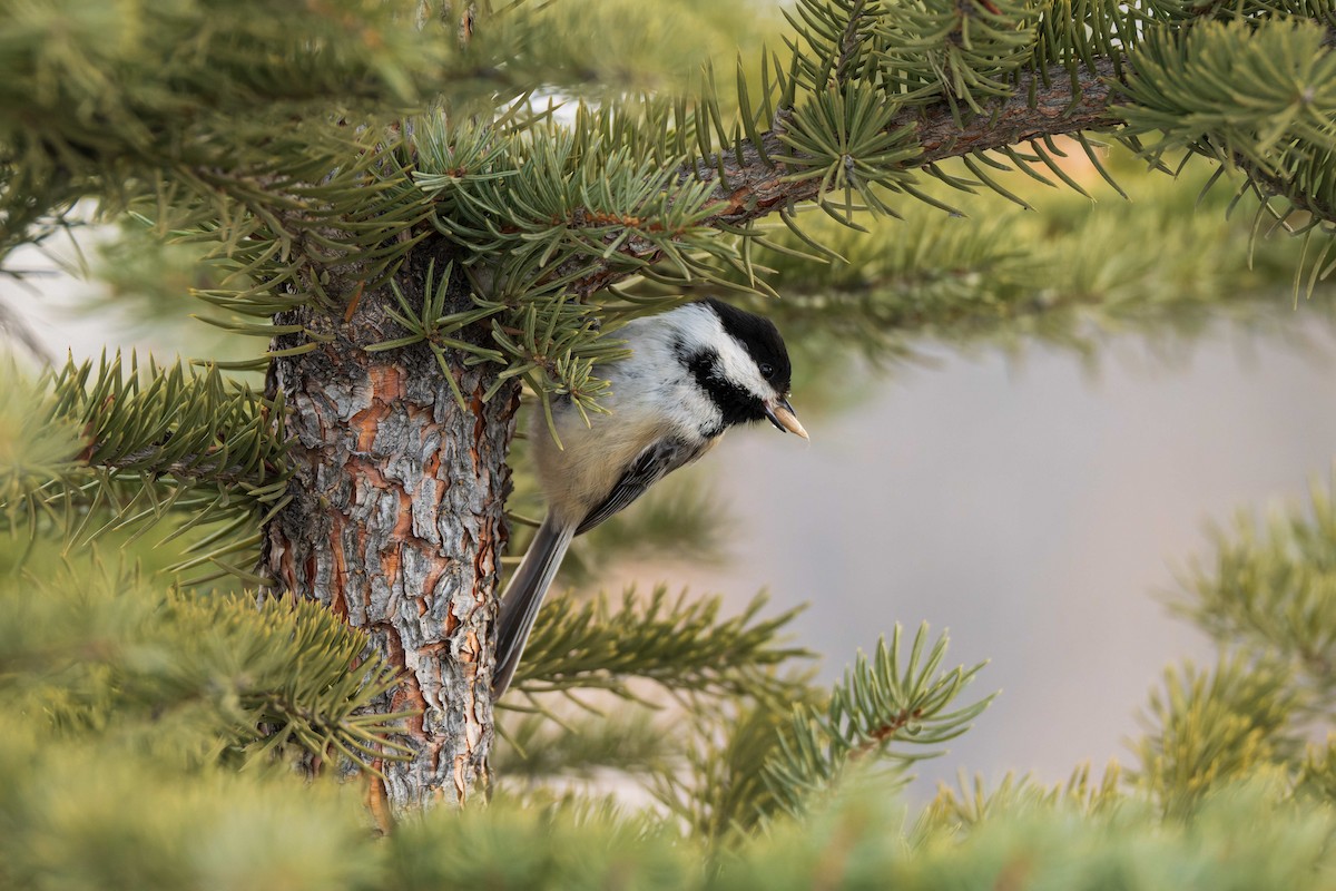 Black-capped Chickadee - ML629117684