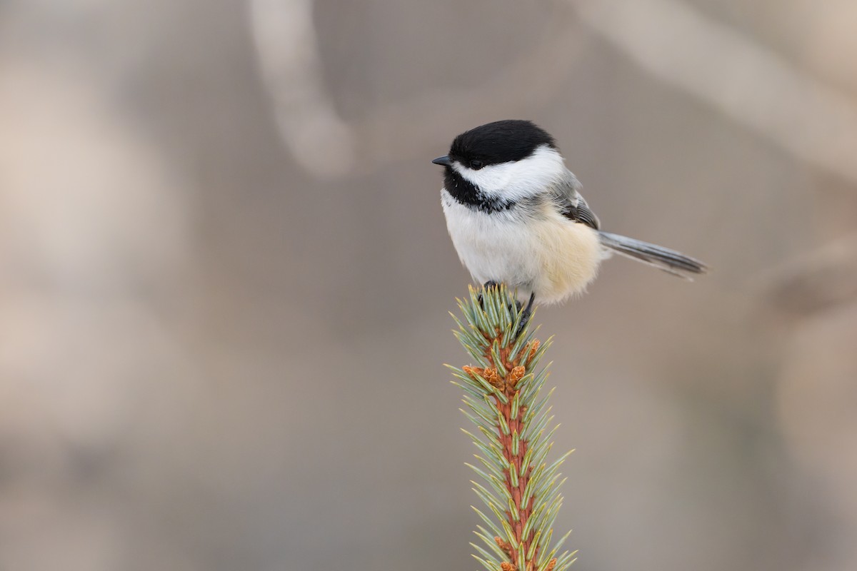 Black-capped Chickadee - ML629117685