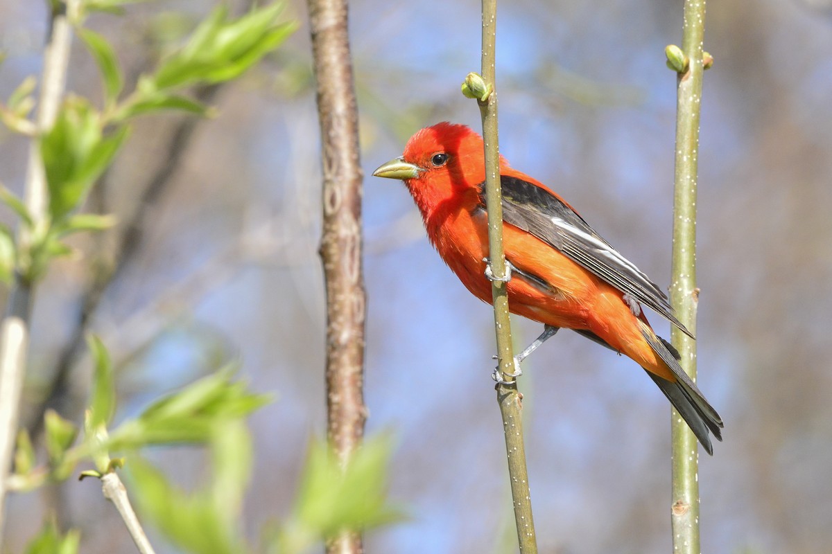 Scarlet Tanager - ML629117688