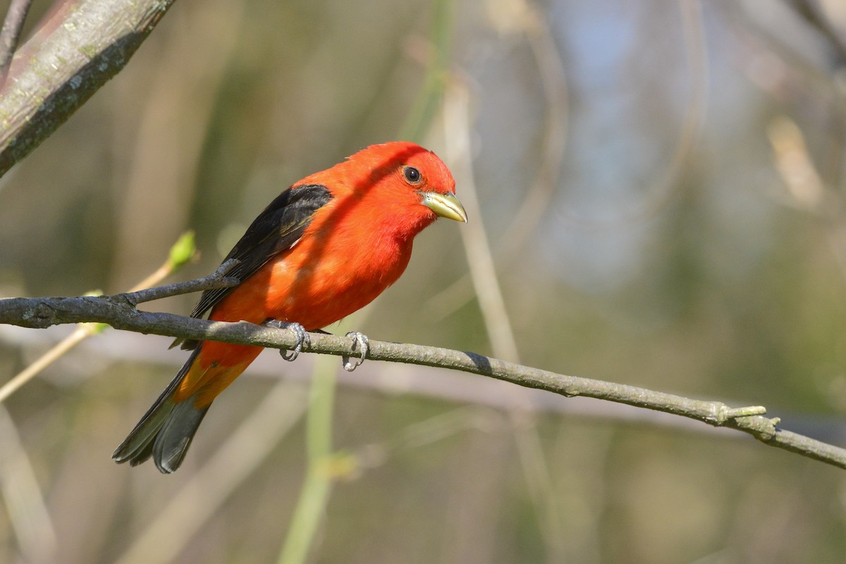 Scarlet Tanager - ML629117689