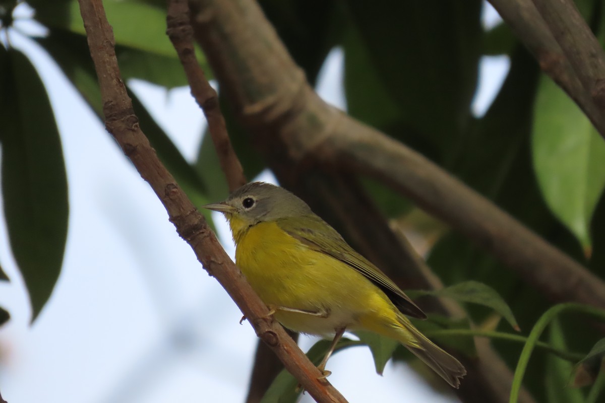 Nashville Warbler - ML629117717
