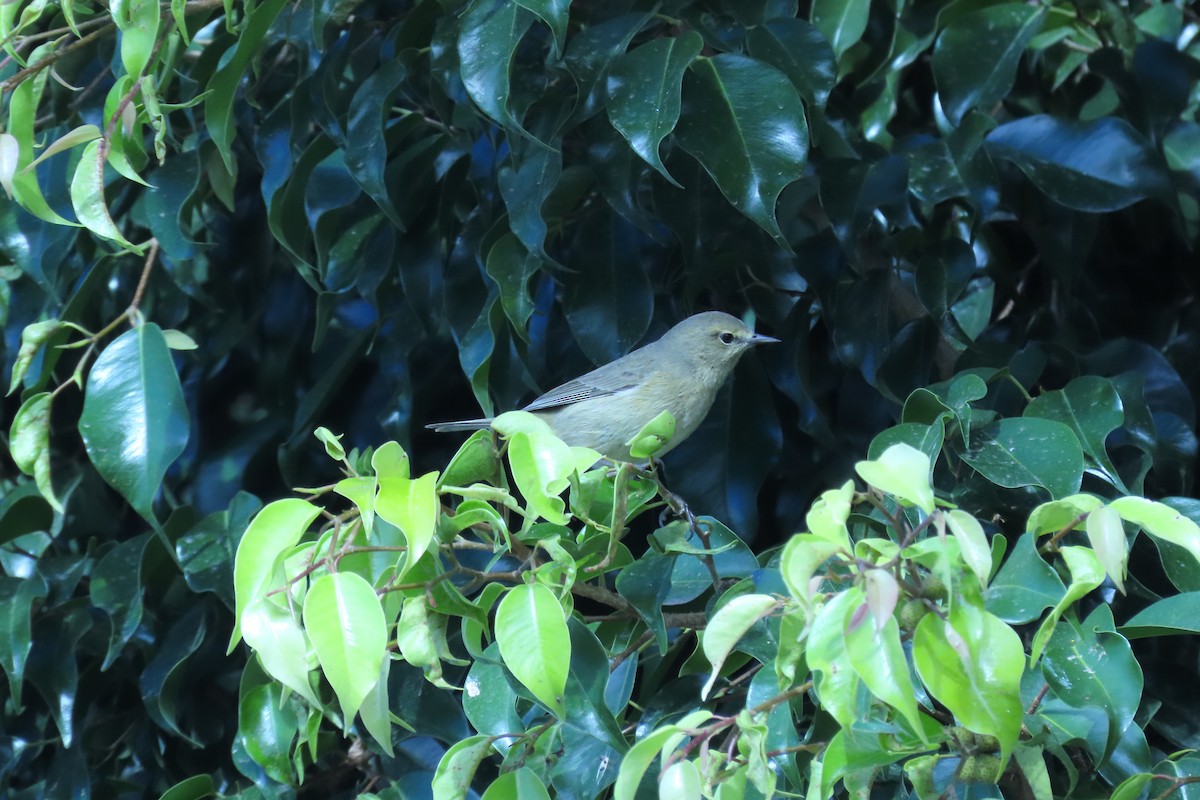 Orange-crowned Warbler - ML629117744