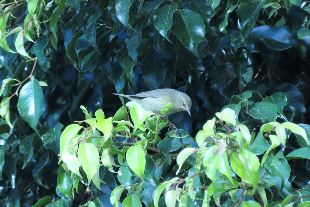 Orange-crowned Warbler - ML629117745