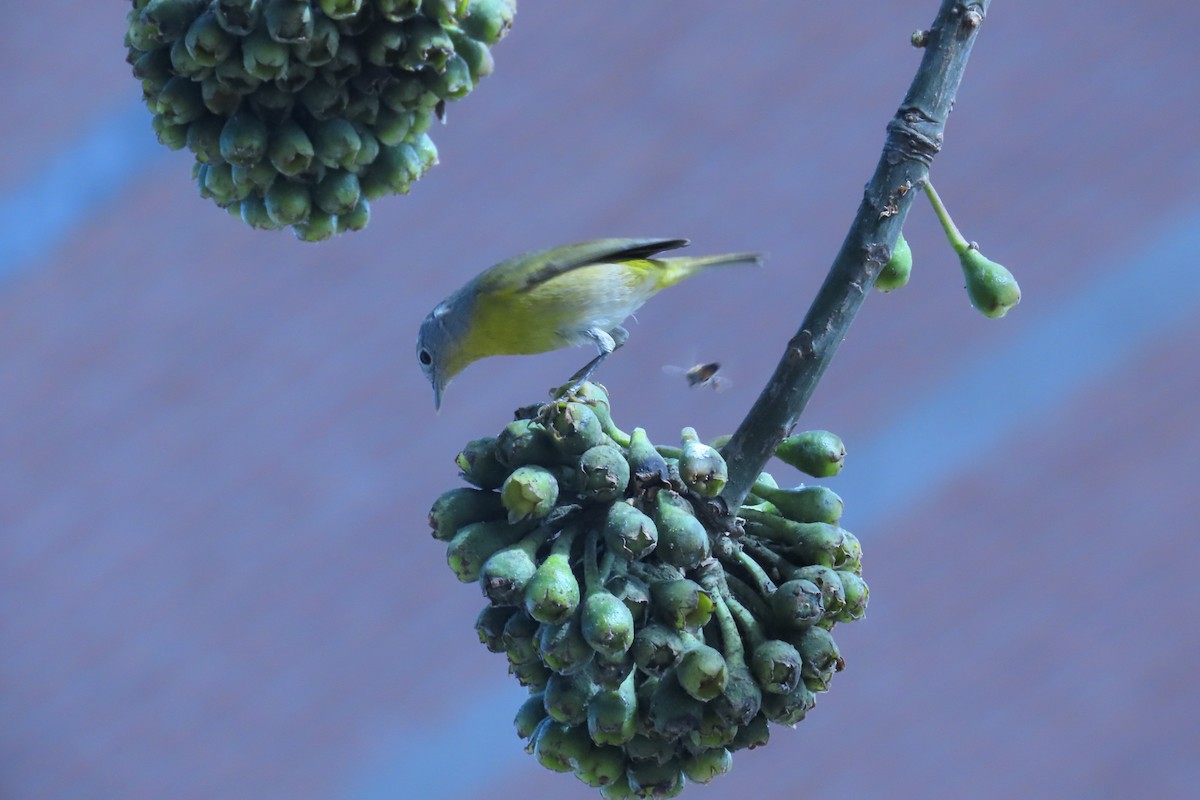 Nashville Warbler - ML629117775