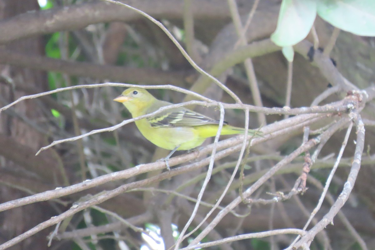Western Tanager - ML629117827
