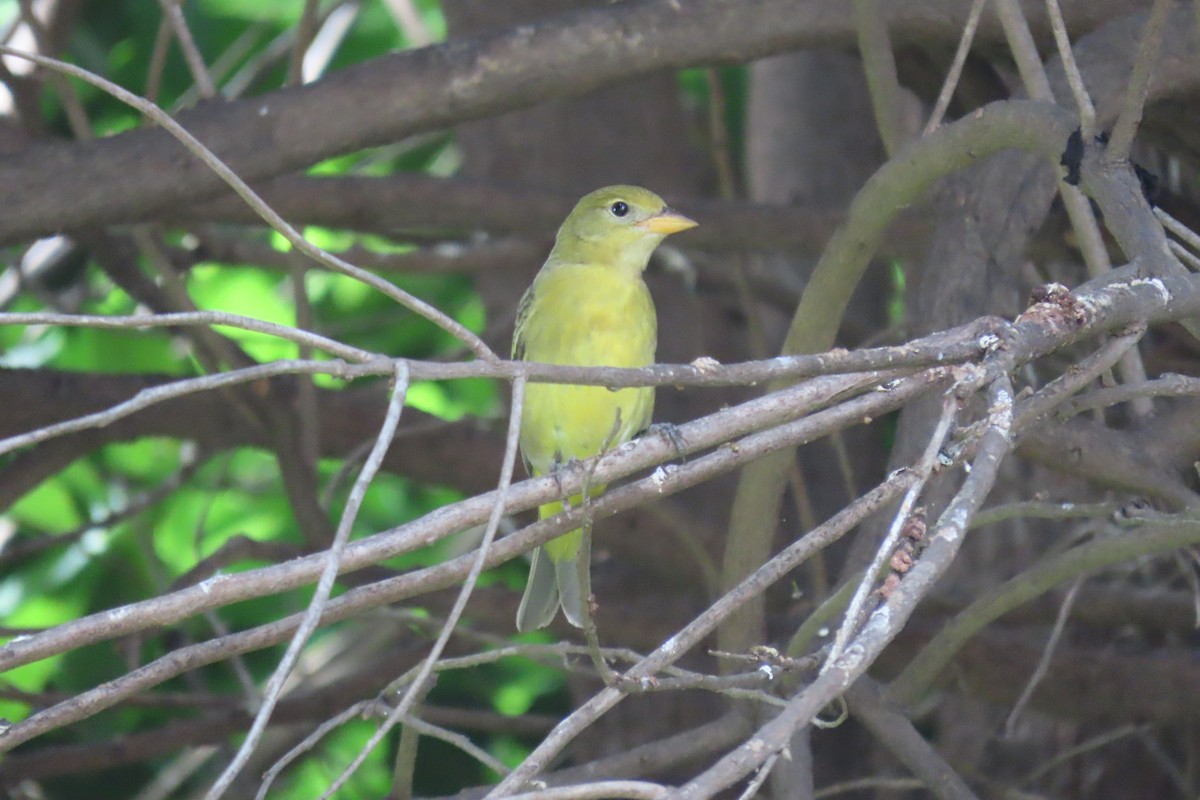 Western Tanager - ML629117828